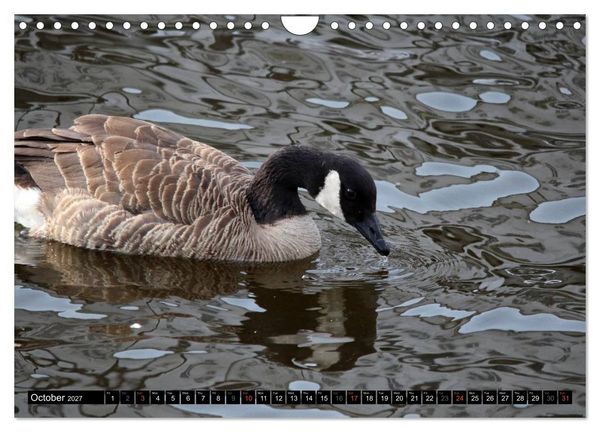 Produktbild: Lovely Water Birds (Wall Calendar 2027 DIN A4 landscape), CALVENDO 12 Month Wall Calendar