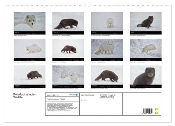 Produktbild: Polarfuchsstudien Wildlife (Wandkalender 2026 DIN A2 quer), CALVENDO Monatskalender