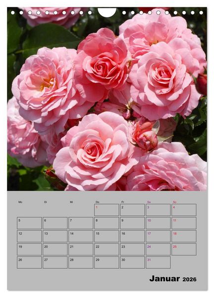 Produktbild: Rosen - Symbol der Liebe und Verehrung (Wandkalender 2026 DIN A4 hoch), CALVENDO Monatskalender