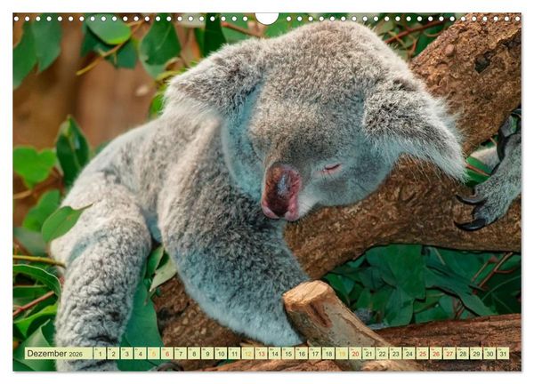Produktbild: Koala - kleiner Teddy (Wandkalender 2026 DIN A3 quer), CALVENDO Monatskalender