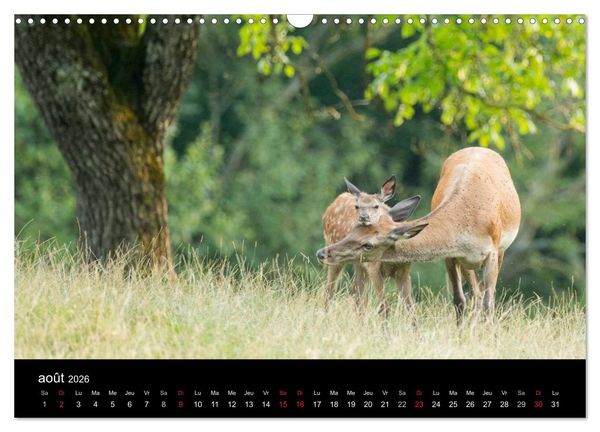 Produktbild: Tr&eacute;sors des Vosges (Calendrier mural 2026 DIN A3 vertical), CALVENDO calendrier mensuel