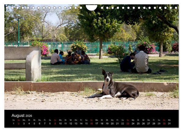 Produktbild: Stra&szlig;enhunde (Wandkalender 2026 DIN A4 quer), CALVENDO Monatskalender