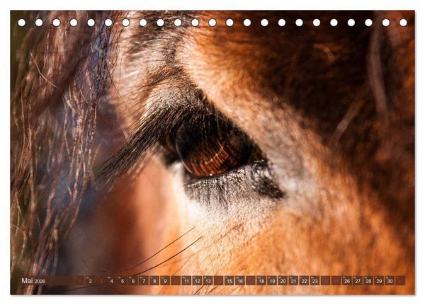 Produktbild: Kaltbl&uuml;ter - Schwere Pferde mit Charme (Tischkalender 2026 DIN A5 quer), CALVENDO Monatskalender