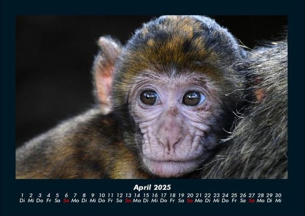 Produktbild: Affen 2025 Fotokalender DIN A4