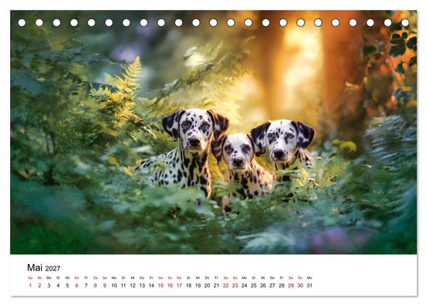 Produktbild: Dalmatiner - Mehr als nur Punkte! (Tischkalender 2027 DIN A5 quer), CALVENDO Monatskalender