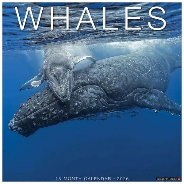 Produktbild: Whales 2026 Wall Calendar