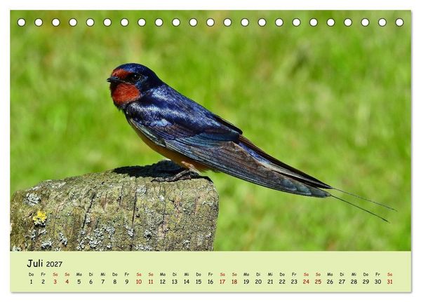 Produktbild: Faszination Zugv&ouml;gel - Rekorde in der Vogelwelt (Tischkalender 2027 DIN A5 quer), CALVENDO Monatskalender