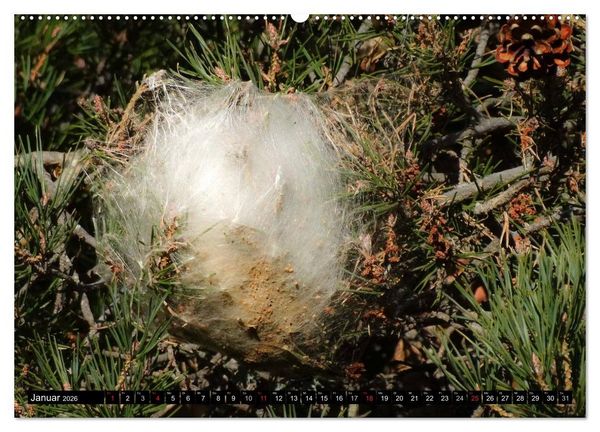 Produktbild: Raupen - Skurrile Verwandlungsk&uuml;nstler (hochwertiger Premium Wandkalender 2026 DIN A2 quer), Kunstdruck in Hochglanz