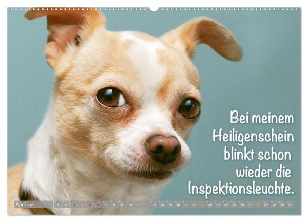 Produktbild: Chihuahua: Kleine Hunde, aber oho (hochwertiger Premium Wandkalender 2026 DIN A2 quer), Kunstdruck in Hochglanz