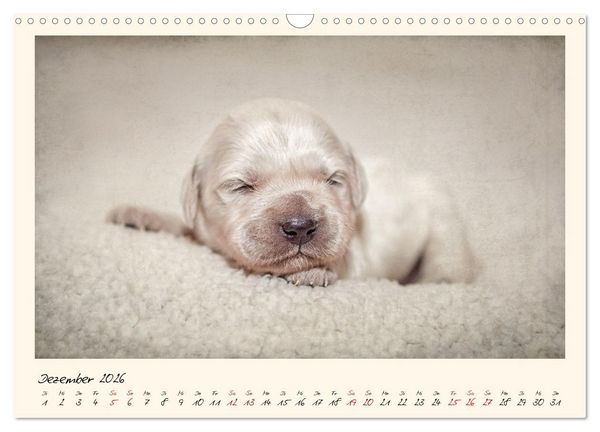 Produktbild: Golden Retriever... Herzenshunde (Wandkalender 2026 DIN A3 quer), CALVENDO Monatskalender