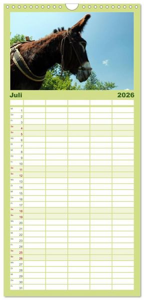 Produktbild: Familienplaner 2026 - Esel - liebenswerte Langohren mit 5 Spalten (Wandkalender, 21 x 45 cm) CALVENDO