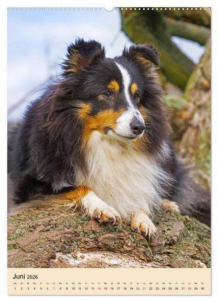 Produktbild: Sheltie - Wirbelwind auf 4 Pfoten (Wandkalender 2026 DIN A2 hoch), CALVENDO Monatskalender