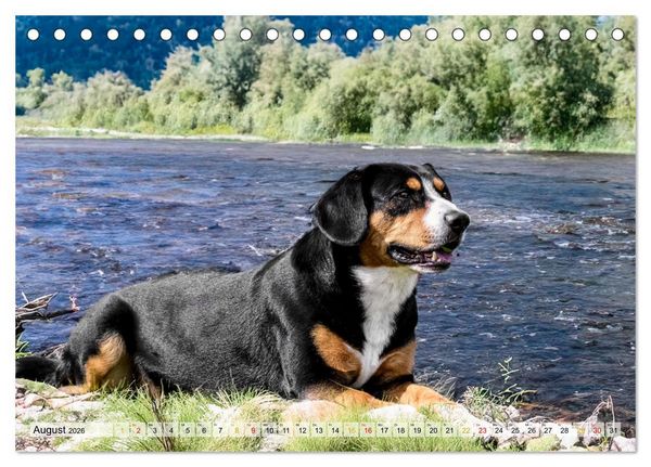 Produktbild: Entlebucher - Temperamentvolle Schweizer Sennenhunde (Tischkalender 2026 DIN A5 quer), CALVENDO Monatskalender