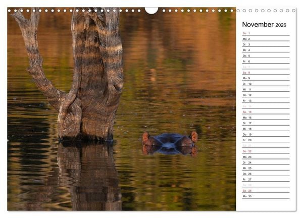 Produktbild: S&uuml;dafrika - Big 5 und mehr (Wandkalender 2026 DIN A3 quer), CALVENDO Monatskalender