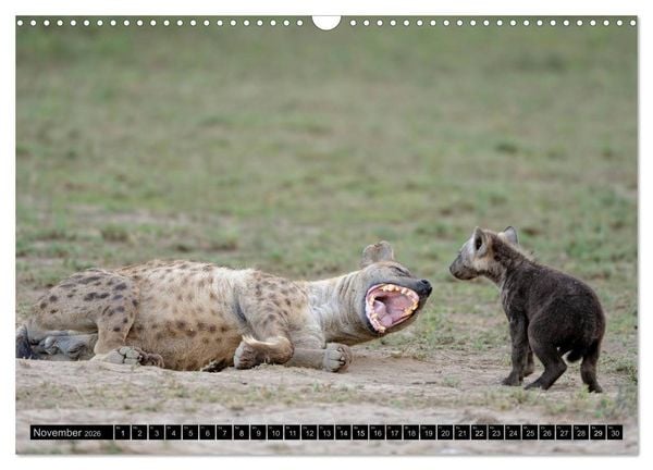 Produktbild: Magie des Augenblicks - Tierkinder - klein, aber wild (Wandkalender 2026 DIN A3 quer), CALVENDO Monatskalender