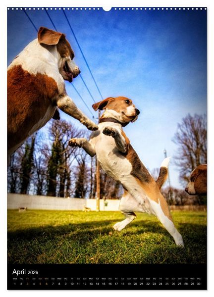 Produktbild: Beagles in action (High Quality Premium Wall Calendar 2026 DIN A2 portrait),CALVENDO 12 Month Wall Calendar