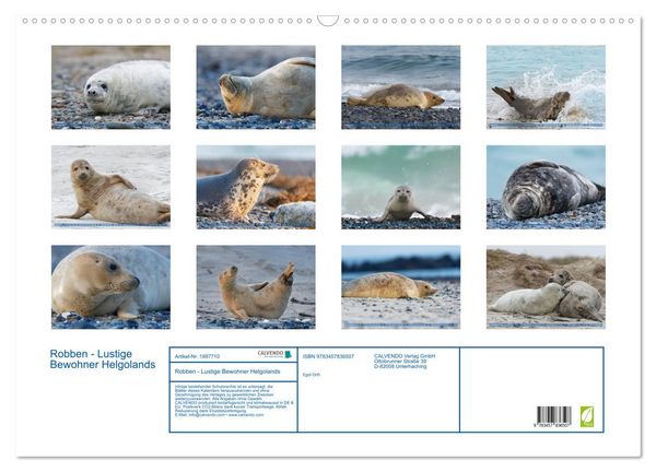 Produktbild: Robben - Lustige Bewohner Helgolands (Wandkalender 2026 DIN A2 quer), CALVENDO Monatskalender