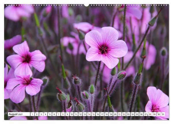 Produktbild: Bl&uuml;tenzauber auf Madeira. Wildblumen und Ziergew&auml;chse (hochwertiger Premium Wandkalender 2027 DIN A2 quer), Kunstdruck in Hochglanz