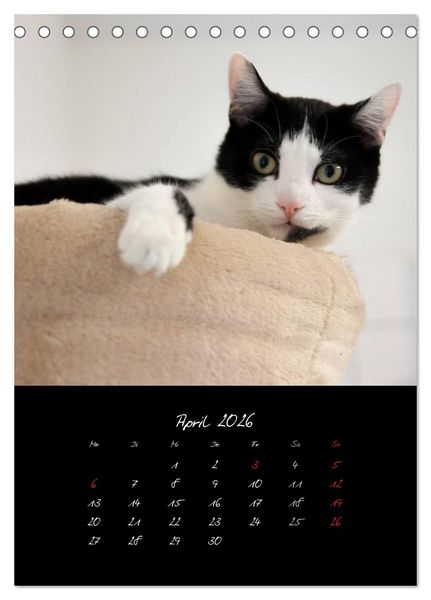 Produktbild: Katzenalltag 2026 (Tischkalender 2026 DIN A5 hoch), CALVENDO Monatskalender