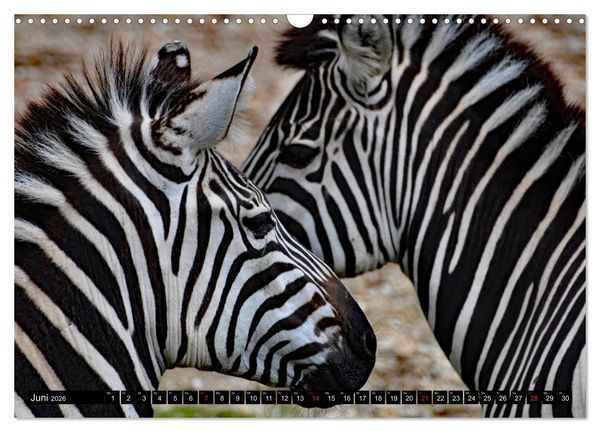 Produktbild: Afrika - Welt der Tiere (Wandkalender 2026 DIN A3 quer), CALVENDO Monatskalender