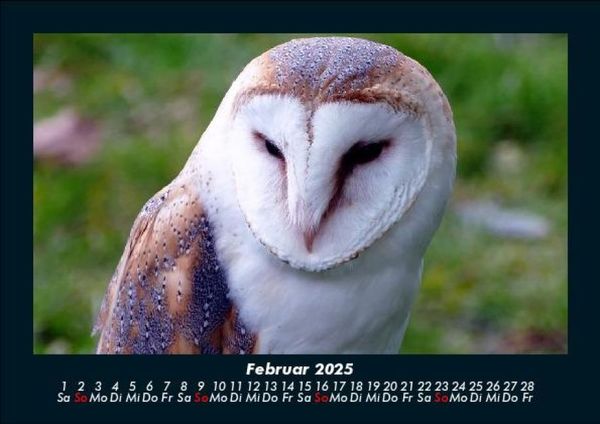 Produktbild: Welt der V&ouml;gel 2025 Fotokalender DIN A5