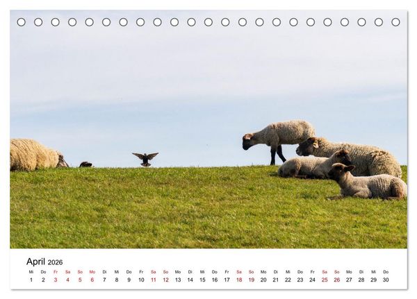 Produktbild: Ostfriesland - Ein Jahr in Bildern (Tischkalender 2026 DIN A5 quer), CALVENDO Monatskalender