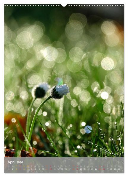 Produktbild: Mit Bokeh-Fotografie durch das Jahr (hochwertiger Premium Wandkalender 2026 DIN A2 hoch), Kunstdruck in Hochglanz