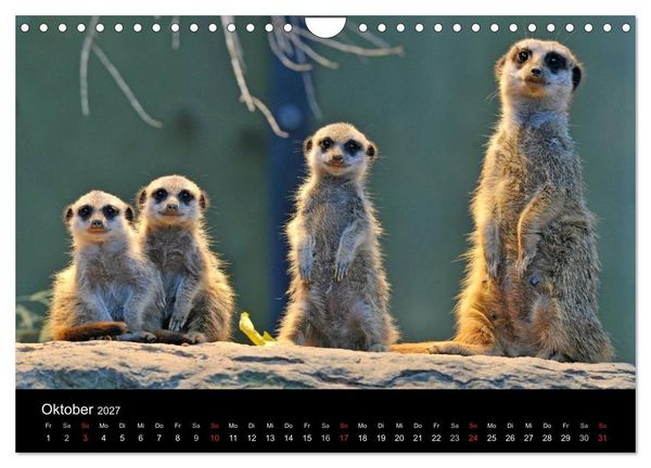 Produktbild: Erdm&auml;nnchen - Tierkinder (Wandkalender 2027 DIN A4 quer), CALVENDO Monatskalender