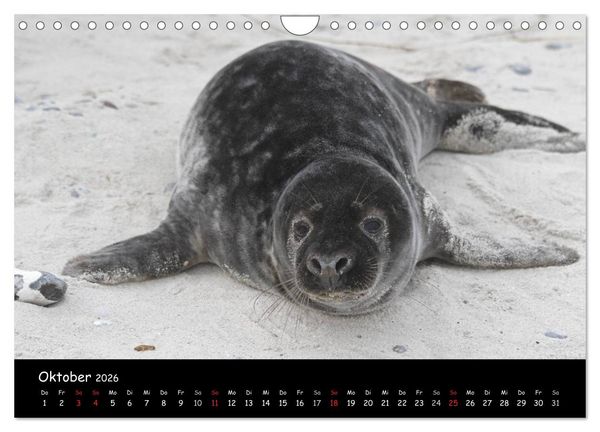 Produktbild: Kegelrobben und Seehunde (Wandkalender 2026 DIN A4 quer), CALVENDO Monatskalender