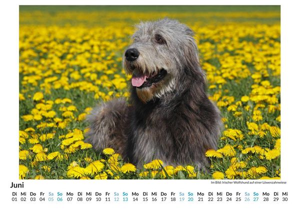 Produktbild: Irischer Wolfshund