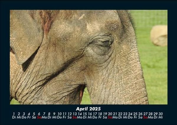 Produktbild: Elefanten - Die sanften Riesen Afrikas 2025 Fotokalender DIN A5