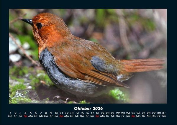 Produktbild: Vogelparadies 2026 Fotokalender DIN A4