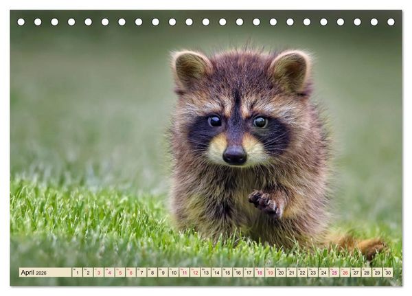Produktbild: Waschb&auml;r - Niedlicher Allesfresser (Tischkalender 2026 DIN A5 quer), CALVENDO Monatskalender