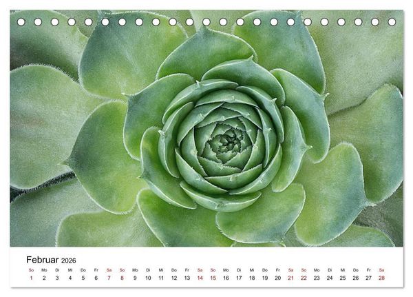 Produktbild: Sukkulenten Galerie (Tischkalender 2026 DIN A5 quer), CALVENDO Monatskalender