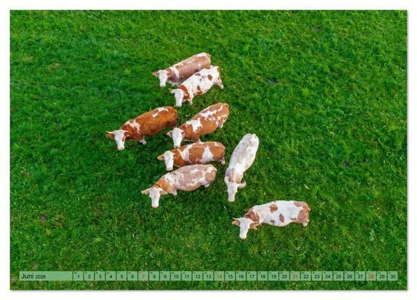 Produktbild: Voll kuhl - der Kuhkalender mit K&uuml;hen aus dem Allg&auml;u (hochwertiger Premium Wandkalender 2026 DIN A2 quer), Kunstdruck in Hochglanz