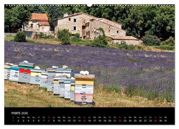 Produktbild: Lavande, l'or bleu de Provence (Calendrier mural 2026 DIN A2 vertical) calendrier de bureau