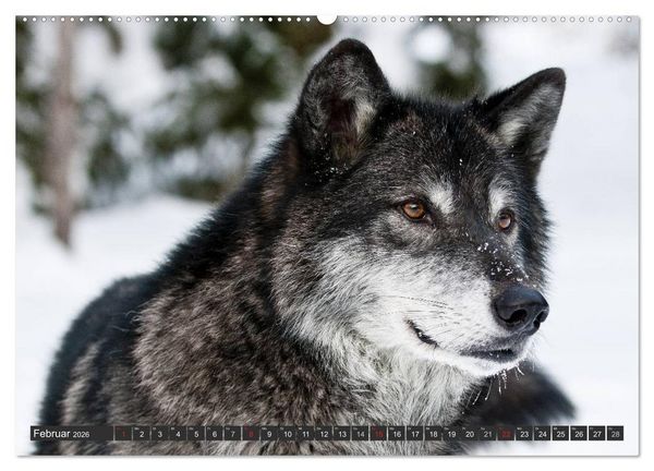 Produktbild: W&ouml;lfe. Graue Eminenzen (hochwertiger Premium Wandkalender 2026 DIN A2 quer), Kunstdruck in Hochglanz