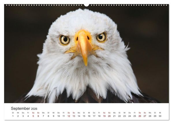 Produktbild: GREIFVOGEL- UND EULENPORTR&Auml;TS (Wandkalender 2026 DIN A2 quer), CALVENDO Monatskalender