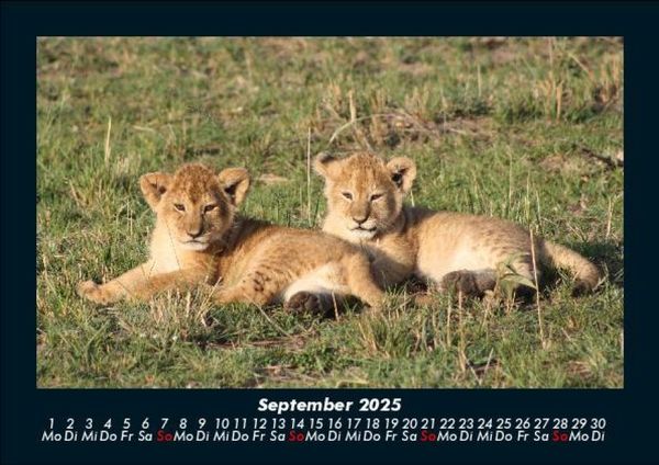 Produktbild: L&ouml;wen in der Wildnis 2025 Fotokalender DIN A5