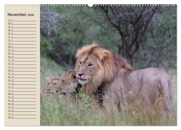 Produktbild: L&ouml;wen. Majest&auml;tische Kraft (Wandkalender 2026 DIN A2 quer), CALVENDO Monatskalender