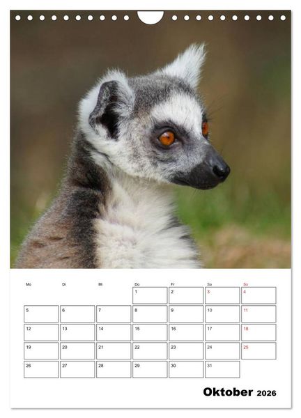 Produktbild: Katta Terminplaner (Wandkalender 2026 DIN A4 hoch), CALVENDO Monatskalender