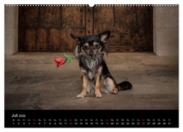 Produktbild: Chihuahuas - Cool and Cute (Wandkalender 2026 DIN A2 quer), CALVENDO Monatskalender