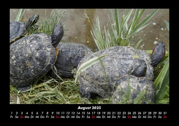 Produktbild: Schildkr&ouml;tenzauber 2025 Fotokalender DIN A3