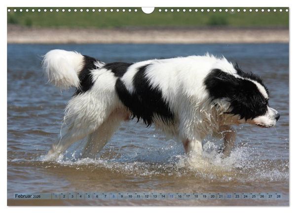 Produktbild: Landseer - Das Wasser ist ihr Element (Wandkalender 2026 DIN A3 quer), CALVENDO Monatskalender