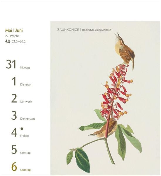 Produktbild: V&ouml;gel Postkartenkalender 2027 - Postkartenkalender mit 53 historischen Zeichnungen