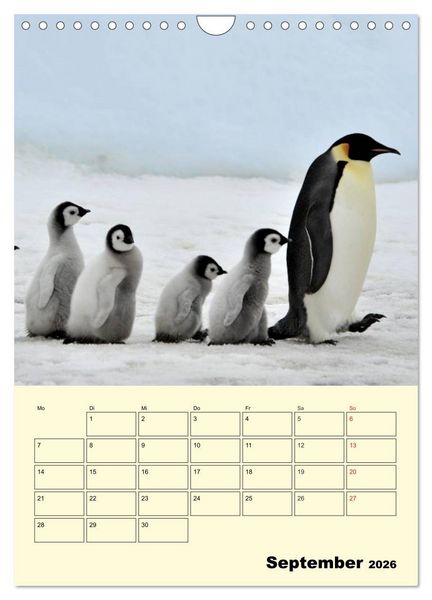 Produktbild: Pinguine. Wackeln im Thermo-Frack (Wandkalender 2026 DIN A4 hoch), CALVENDO Monatskalender