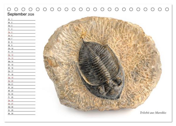 Produktbild: Fossilien - Versteinerte Relikte der Erdzeitalter (Tischkalender 2026 DIN A5 quer), CALVENDO Monatskalender