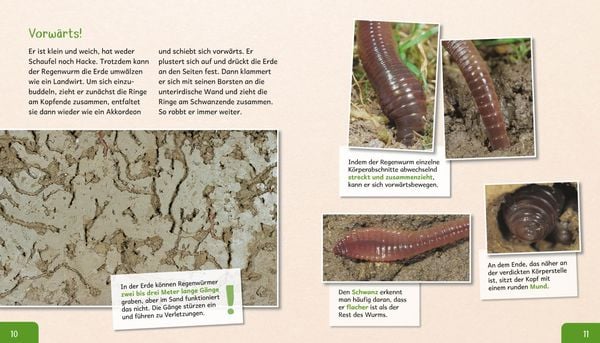 Produktbild: Meine gro&szlig;e Tierbibliothek: Der Regenwurm