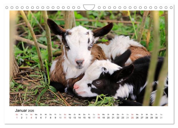 Produktbild: Wer zickt denn da? - Zicklein-Edition (Wandkalender 2026 DIN A4 quer), CALVENDO Monatskalender