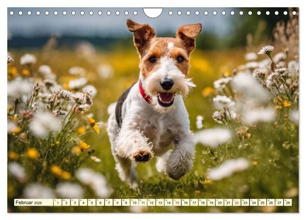 Produktbild: Drahthaar-Foxterrier (Wandkalender 2026 DIN A4 quer), CALVENDO Monatskalender